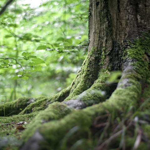 Symbolbild Wurzel, © Adobe Stock