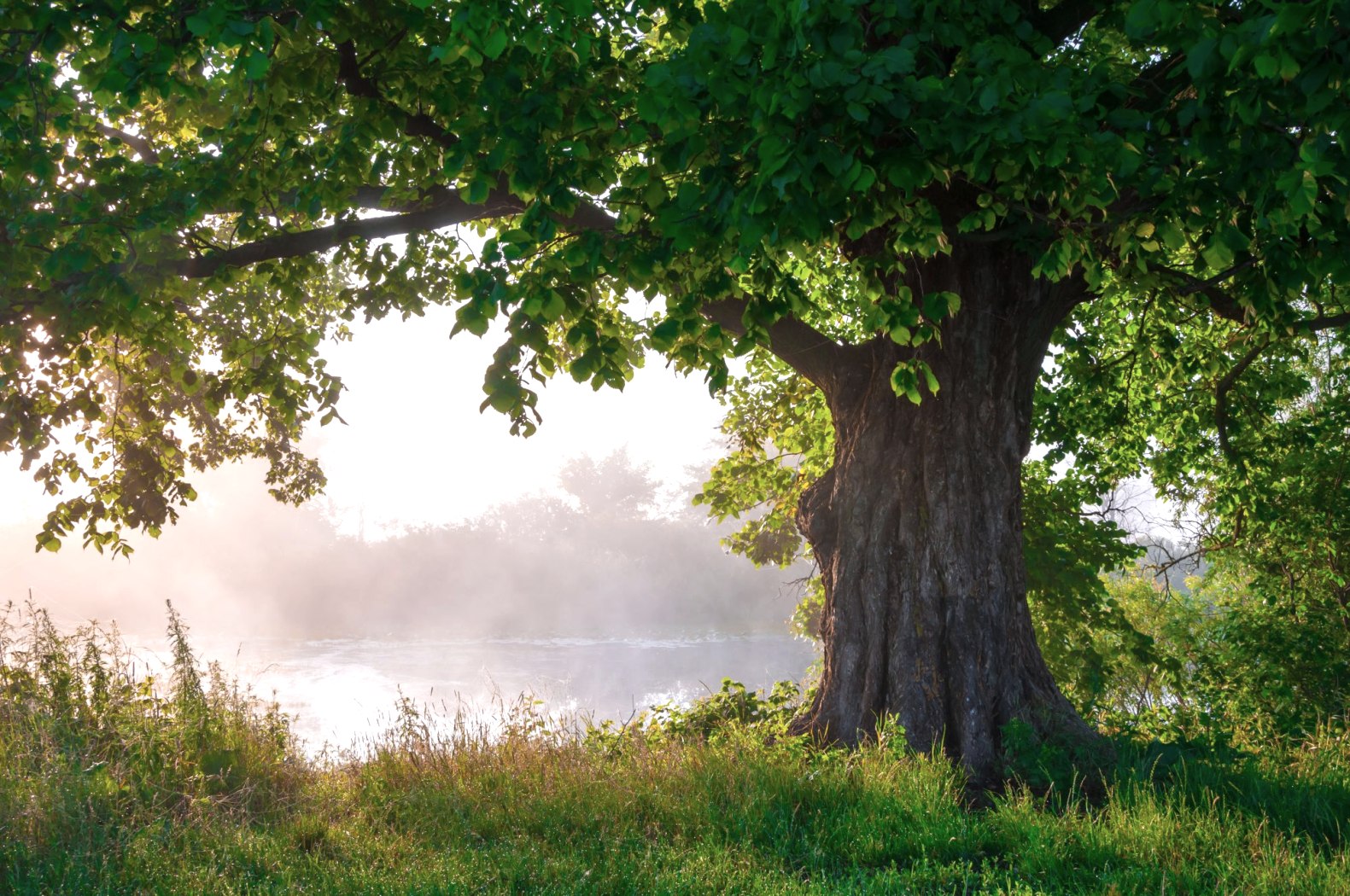 Baum, © Adobe Stock