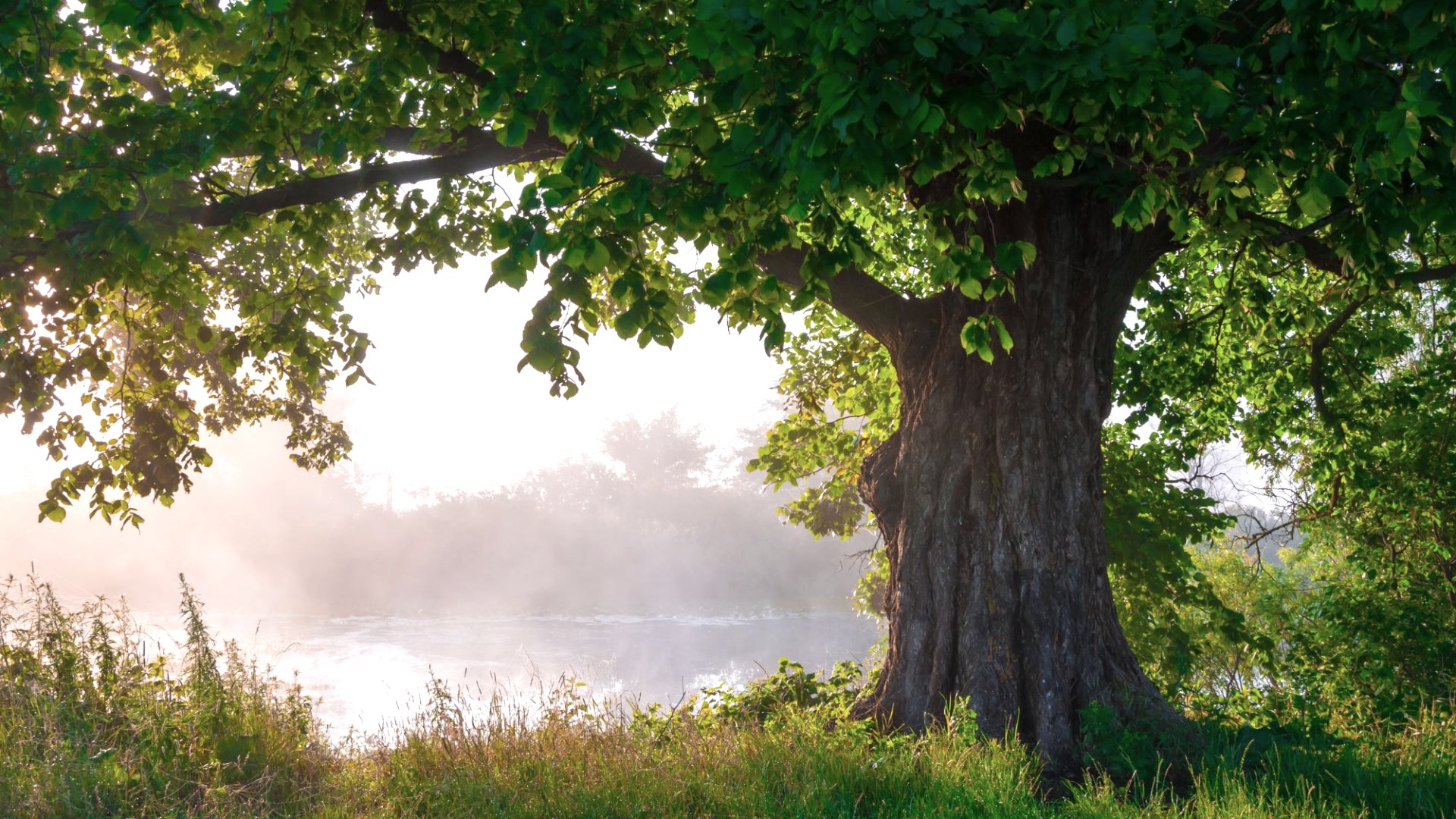 Baum, © Adobe Stock